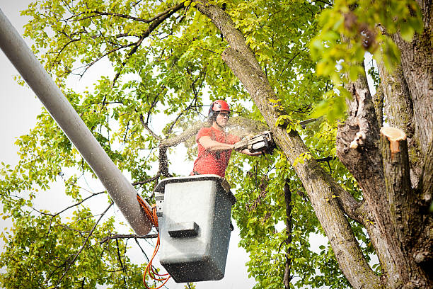  Bronson, FL Tree Services Pros